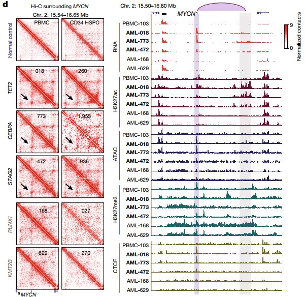 Subtype-specific 3D genome alteration in acute myeloid leukaemia